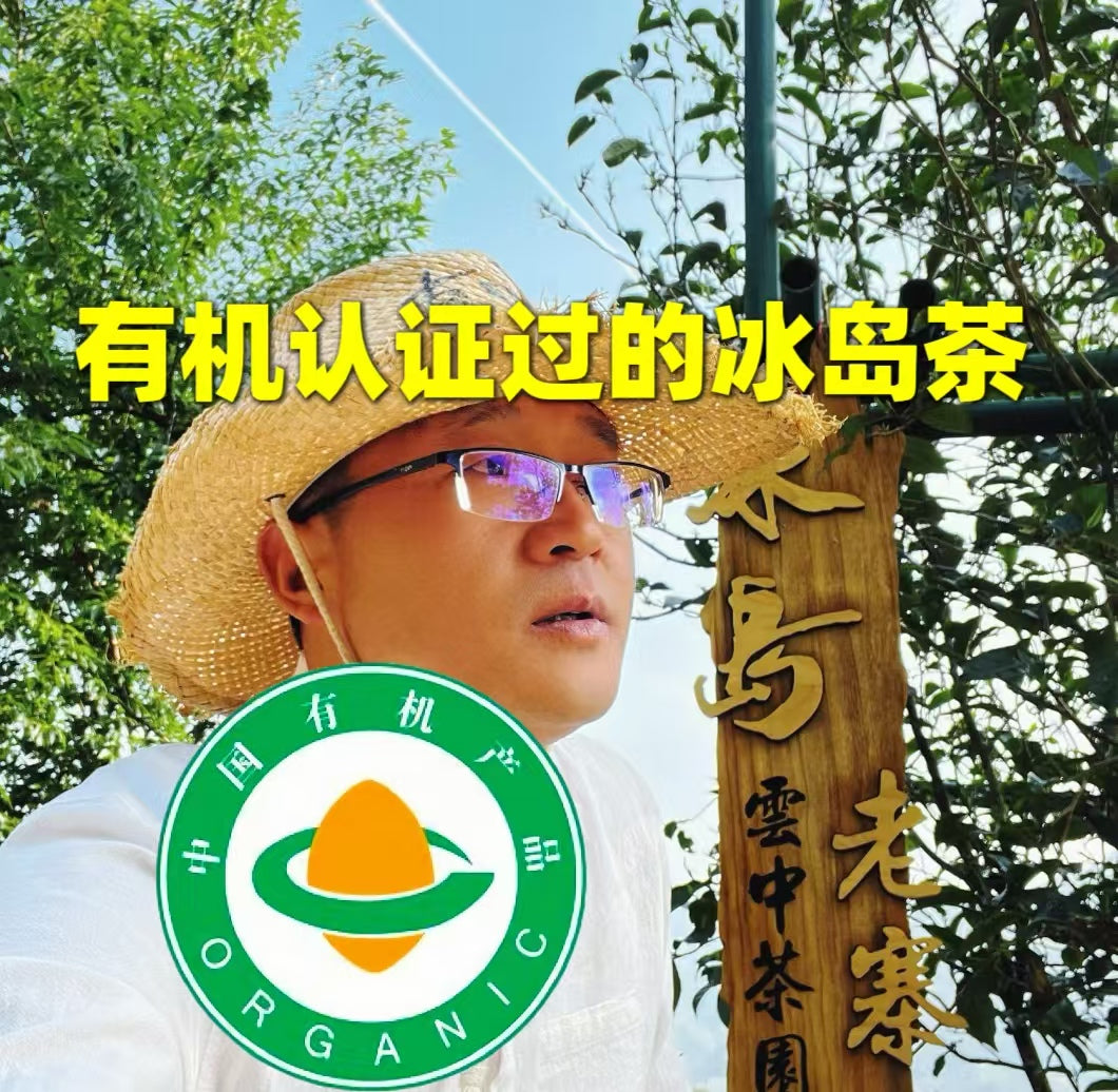 绝对正宗冰岛老寨老树头春普洱茶生茶(无冰岛不普洱,回甘一整天)