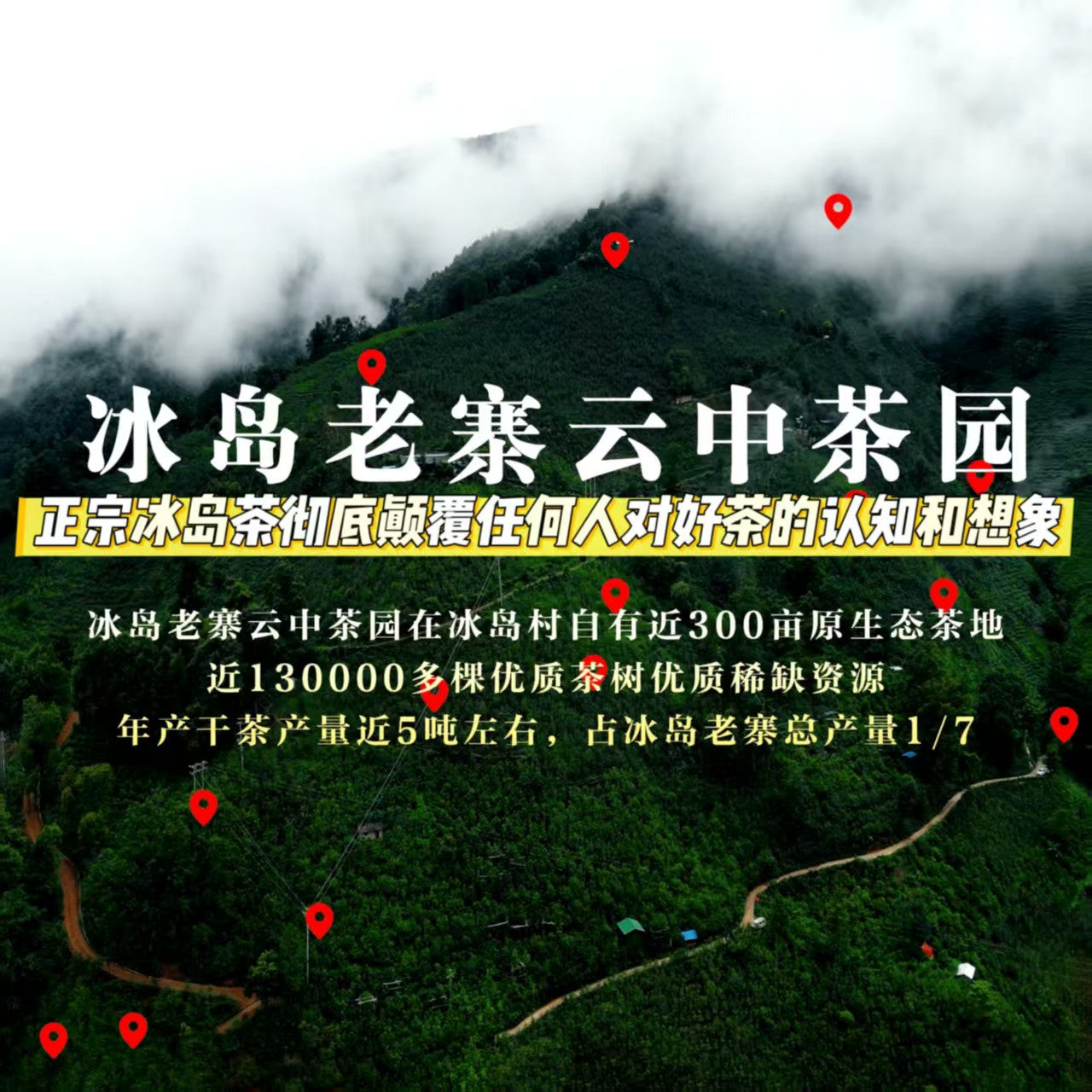 绝对正宗冰岛老寨纯料普洱茶生茶(无冰岛不普洱,回甘长达4-6小时)