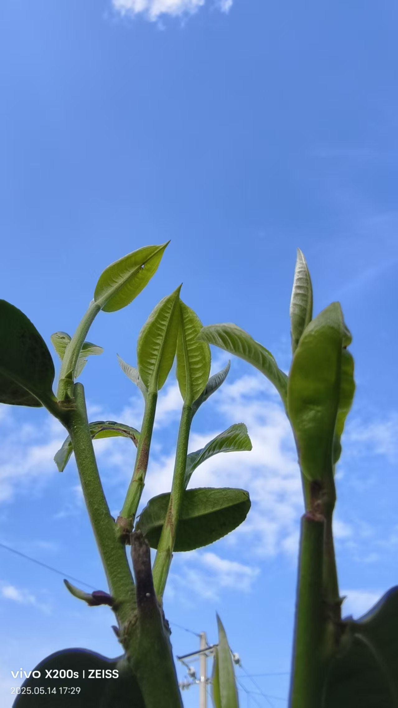 绝对正宗冰岛老寨纯料普洱茶生茶(无冰岛不普洱,回甘长达4-6小时)