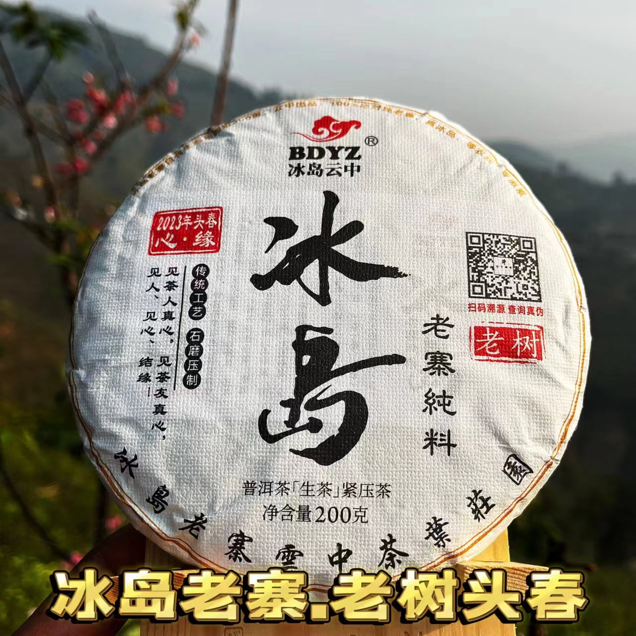 2024年绝对纯正冰岛茶入门品鉴级（特别香、甜、柔，回甘生津4-5小时以上）