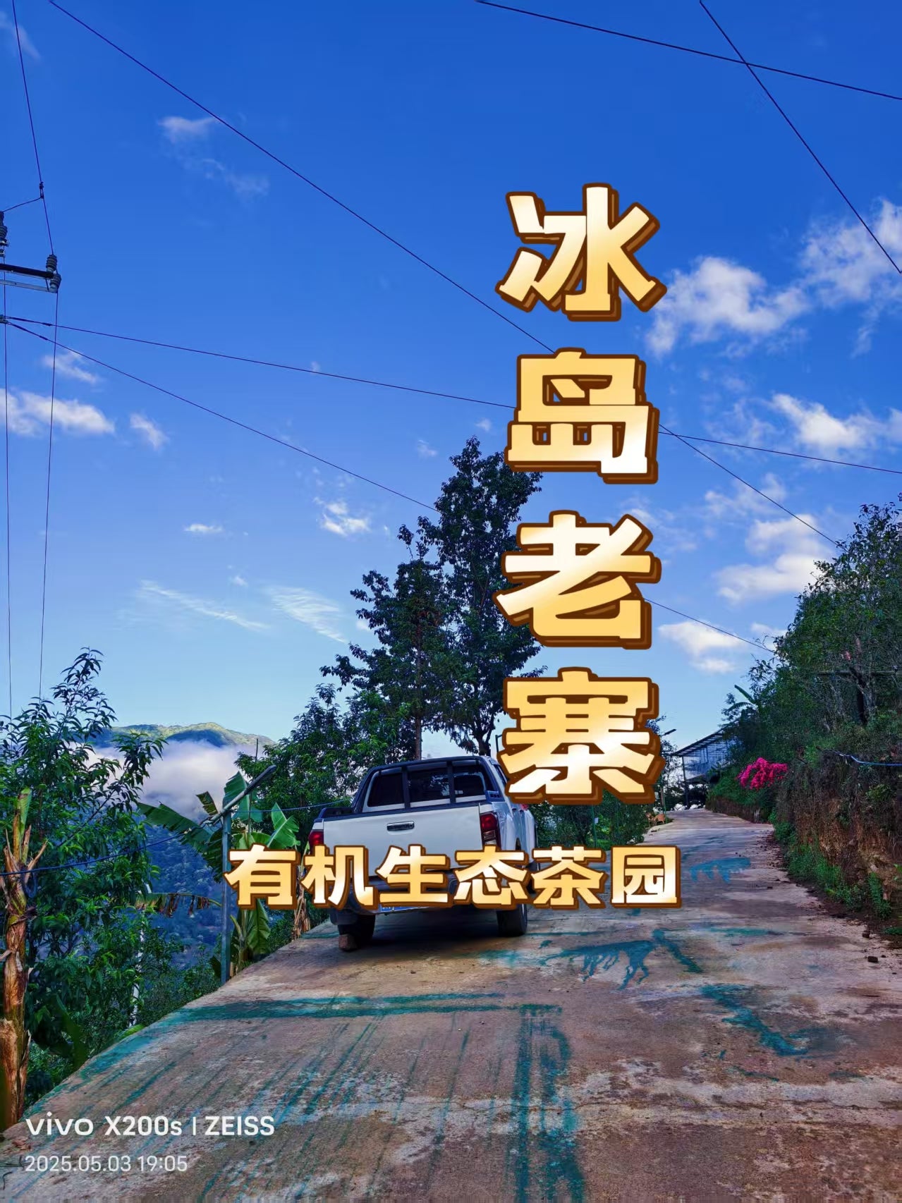 绝对正宗冰岛老寨头春普洱茶生茶（超级牛，回甘5小时以上）