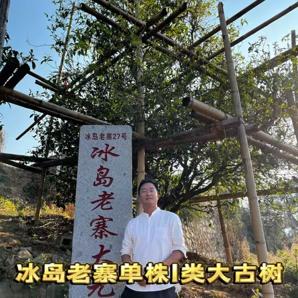 纯正冰岛老寨古树顶级（特别香、甜、柔，回甘生津一整天以上）