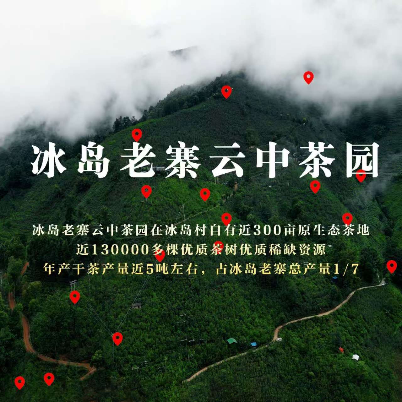 2024年绝对纯正冰岛茶入门品鉴级（特别香、甜、柔，回甘生津4-5小时以上）